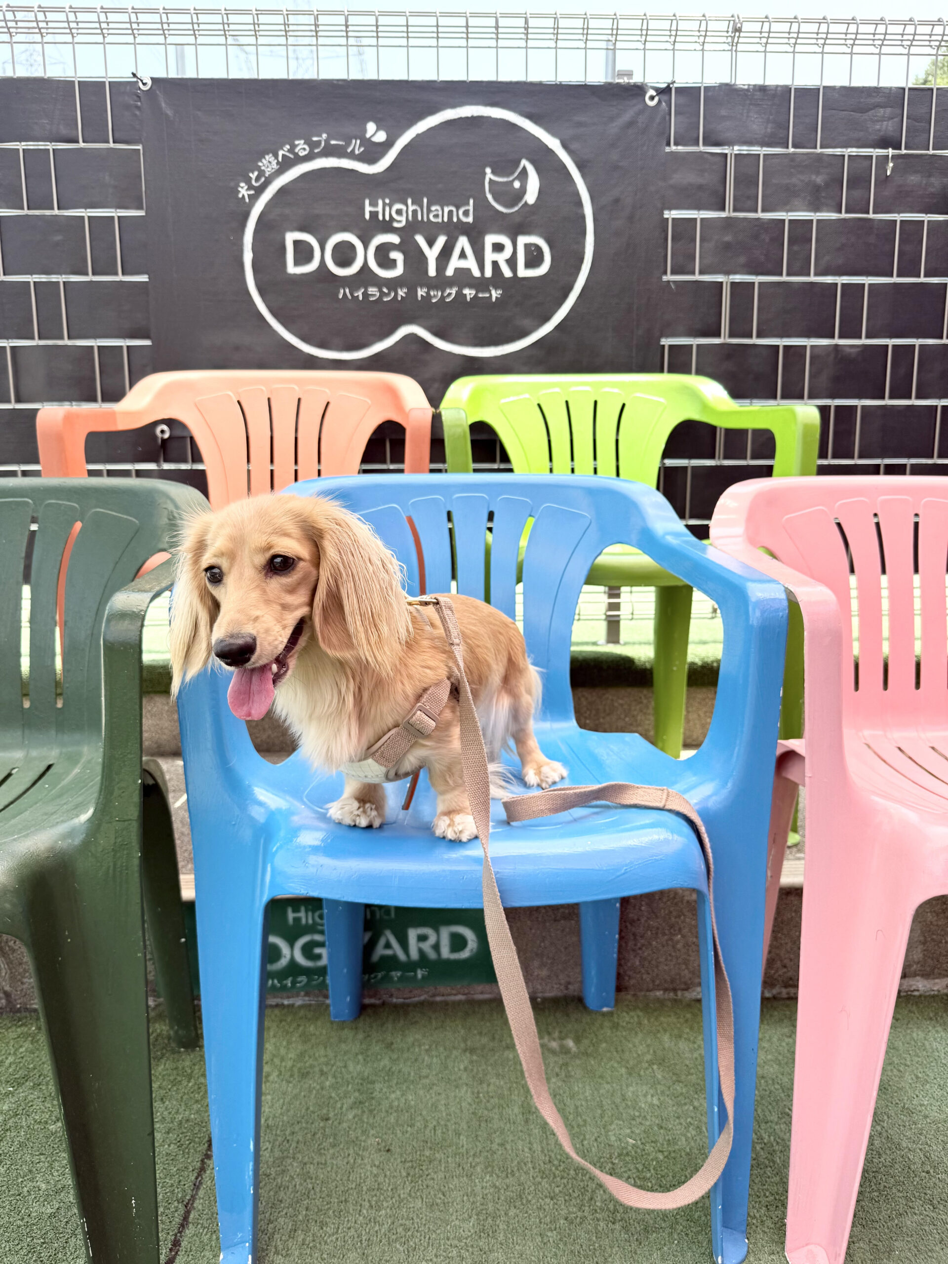 「横須賀ハイランドドックヤード：犬と楽しめるドッグプール